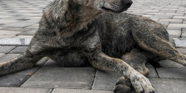 Exigen justicia por perro que muri&oacute; a golpes en Tlalnepantla