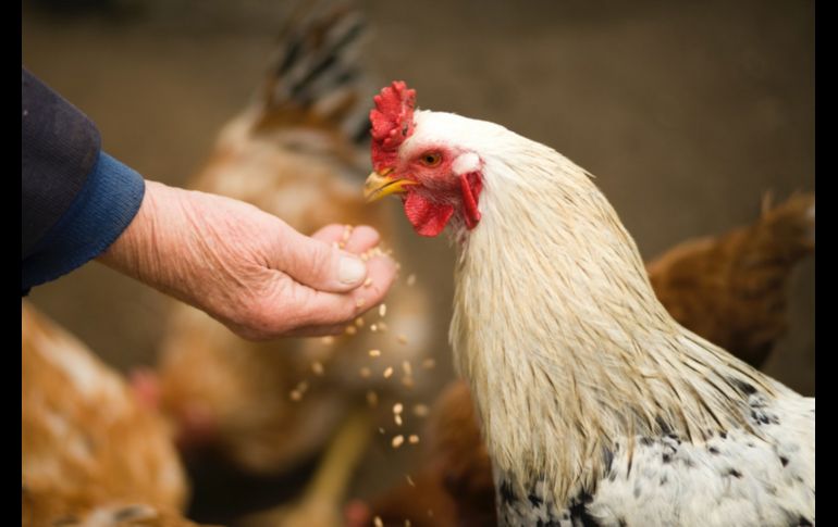 Un adulto mayor que requirió una cirugía de próstata ofreció dos gallinas en pago a su médico. ESPECIAL/PEXELS