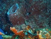 Elizabeth Turner, profesora de la universidad canadiense Laurentienne, buscó esos fósiles en capas geológicas de arrecifes que datan de 890 millones de años atrás. AP/ARCHIVO