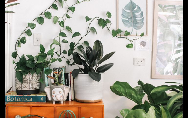 Dale vida y alegría a tu hogar con un toque natural / Photo by Prudence Earl on Unsplash