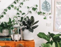 Dale vida y alegría a tu hogar con un toque natural / Photo by Prudence Earl on Unsplash