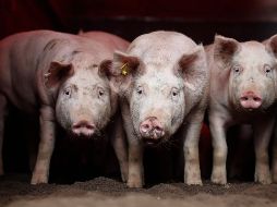 la peste porcina africana es una enfermedad viral que afectaa los cerdos domésticos y silvestres. AP/ARCHIVO