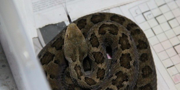 Viral: Aparece v&iacute;bora de cascabel en cami&oacute;n del transporte p&uacute;blico de Nuevo Le&oacute;n