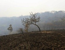 La deforestación amazónica entre agosto de 2019 y julio de 2020 fue de 10 mil 851 kilómetros cuadrados. EFE/ARCHIVO