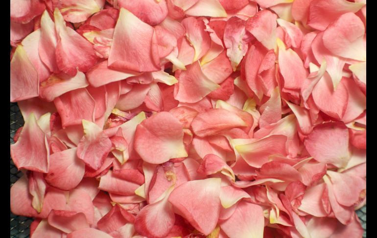 UNSPLASH/ REBECCA MATTHEWS