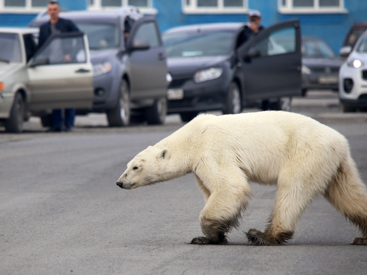 oso polar con matar gatos