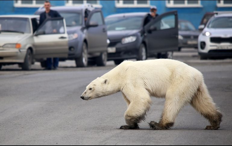 Los incidentes con humanos han aumentado al acercarse cada vez más los osos polares a núcleos habitados en busca de alimentos. AFP/ARCHIVO