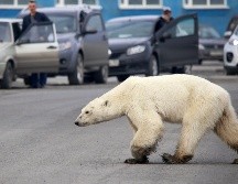 Los incidentes con humanos han aumentado al acercarse cada vez más los osos polares a núcleos habitados en busca de alimentos. AFP/ARCHIVO