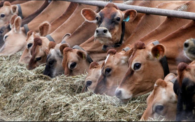La pareja ganadora del oro en bádminton, uno de los deportes más practicados en Indonesia, ha recibido premios increíbles, entre ellos cinco vacas y café gratis de por vida. AP / ARCHIVO