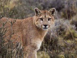 Oaxaca es el hábitat natural de cinco de las seis especies de felinos que viven en México. AP/ARCHIVO