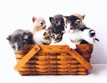 Este 8 de agosto se conmemora el Día Internacional del Gato. ESPECIAL/Photo by The Lucky Neko on Unsplash.