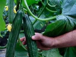 Las condiciones de crecimiento también pueden llegar a afectar el sabor. AP/ ARCHIVO