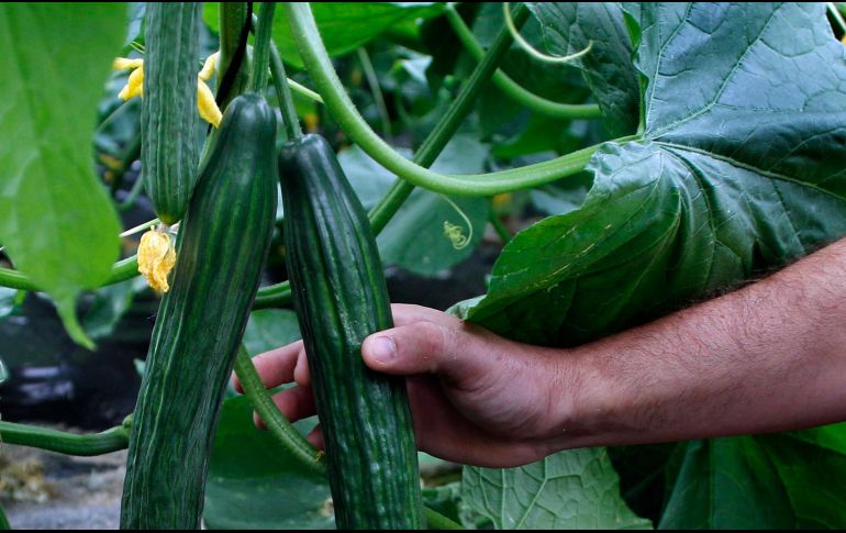 Las condiciones de crecimiento también pueden llegar a afectar el sabor. AP/ ARCHIVO