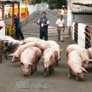 Jalisco se refuerza para evitar llegada de peste porcina