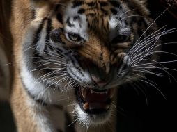 Tras quedar gravemente herida, la mujer falleció minutos después. EFE/ ARCHIVO