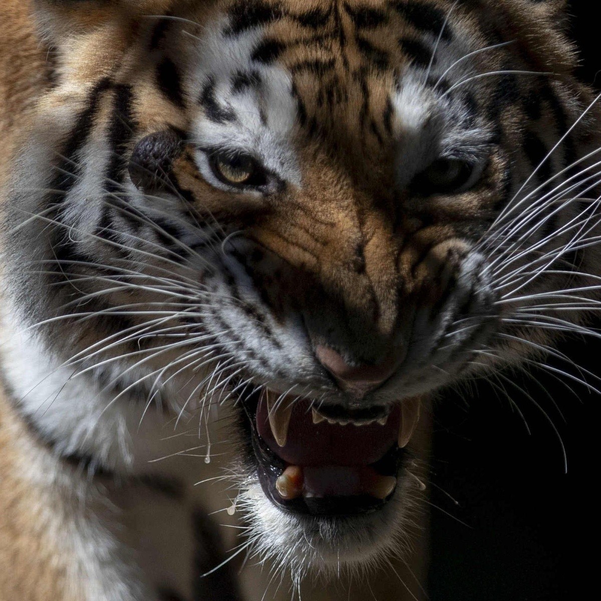 tigre mata a trabajadora de zoologico en chile el informador
