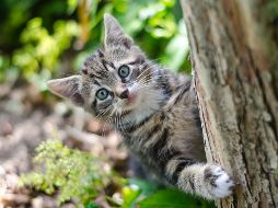 Si amas a los gatos, tienes que conocer a estas celebridades y a sus mascotas / Especial: Photo by Koen Eijkelenboom on Unsplash
