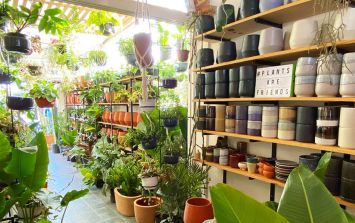 Colonial Descolorar Supresión Plantas: los mejores lugares para comprar macetas en Guadalajara | El  Informador