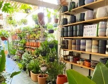 Ahuehuete Plant Shop & Coffee Guadalajara. CORTESÍA