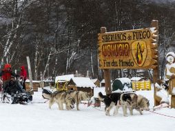 Los 152 perros de la raza husky siberiana y alaskan consumen una tonelada y media de alimento balanceado al mes, pero lo que más necesitan es ejercicio y cuidados. AFP/A. Delelisi