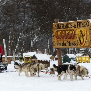Trineos de perros, una curiosa actividad turística en Ushuaia, Argentina