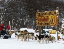 Los 152 perros de la raza husky siberiana y alaskan consumen una tonelada y media de alimento balanceado al mes, pero lo que más necesitan es ejercicio y cuidados. AFP/A. Delelisi