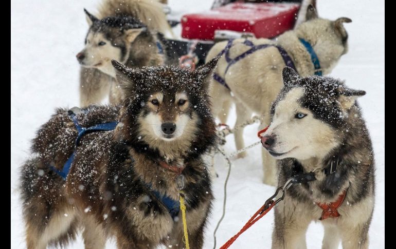 Los 152 perros de la raza husky siberiana y alaskan consumen una tonelada y media de alimento balanceado al mes, pero lo que más necesitan es ejercicio y cuidados. AFP/A. Delelisi