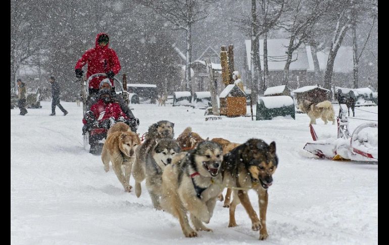 Los 152 perros de la raza husky siberiana y alaskan consumen una tonelada y media de alimento balanceado al mes, pero lo que más necesitan es ejercicio y cuidados. AFP/A. Delelisi