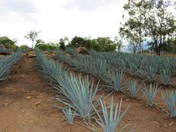 No son tequileros quienes los plantaron, sino ejidatarios que desconocen que el uso de suelo de sus tierras no puede ser modificado para la siembra de esta planta, característica de Jalisco. ESPECIAL