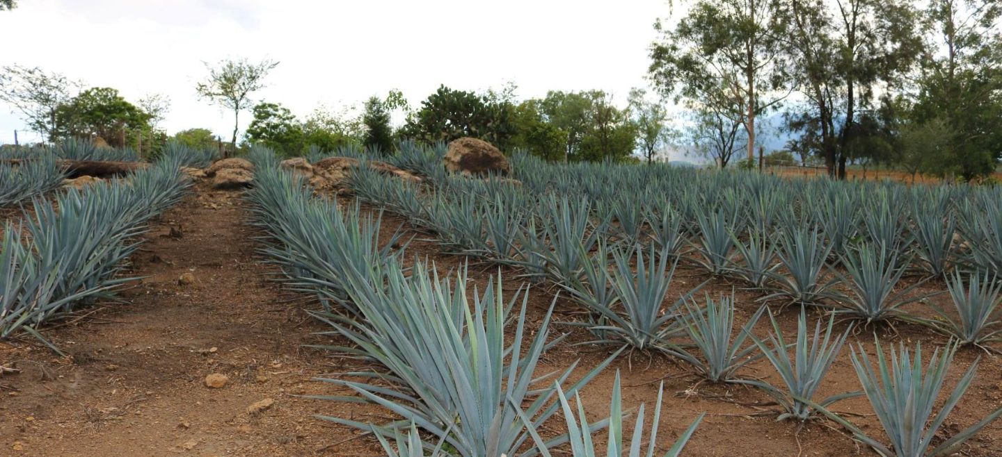 No son tequileros quienes los plantaron, sino ejidatarios que desconocen que el uso de suelo de sus tierras no puede ser modificado para la siembra de esta planta, característica de Jalisco. ESPECIAL