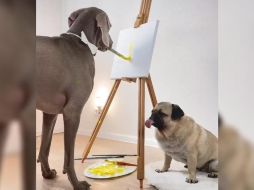 Un usuario de TikTok ruso de nombre @hoootdogs constantemente comparte la vida de sus dos perros: un gran danés y un pug. ESPECIAL