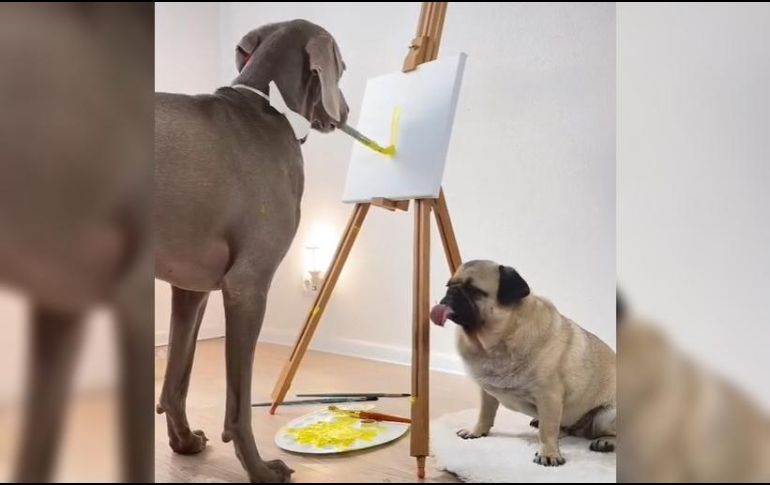 Un usuario de TikTok ruso de nombre @hoootdogs constantemente comparte la vida de sus dos perros: un gran danés y un pug. ESPECIAL