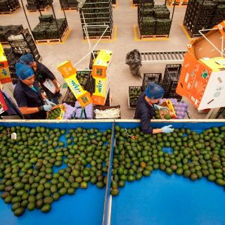 Se debilita superávit agroalimentario en primer semestre