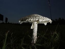 Descubre más sobre estas deliciosas especies. EFE/ ARCHIVO