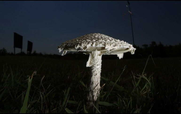 Descubre más sobre estas deliciosas especies. EFE/ ARCHIVO