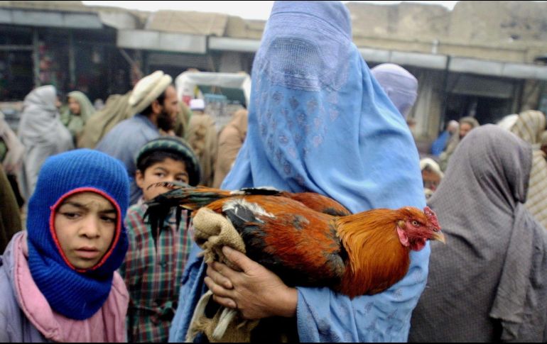 Una mujer afgana con burka abraza un pollo que está tratando de vender en un mercado abarrotado en el sur de Kabul. AFP / ARCHIVO