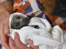 Las crías de murciélago pasan una media de siete semanas mostrando balbuceo. EFE/ARCHIVO