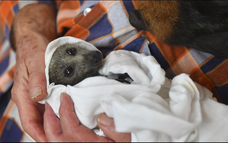Las crías de murciélago pasan una media de siete semanas mostrando balbuceo. EFE/ARCHIVO