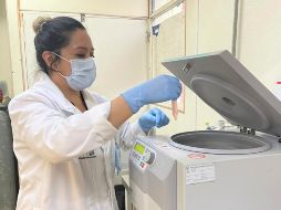 Luego de confirmar su eficacia, el tratamiento de Castillo Juárez ya se encuentra en proceso de ser patentado. Twitter@IPN_MX