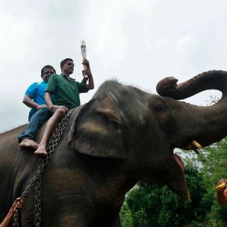 ¡Insólito! Así castigarán en Sri Lanka a conductores ebrios que conduzcan elefantes