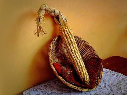 Maíz de gran tamaño. Una raza que le ha dado fama a Nayarit. Especial