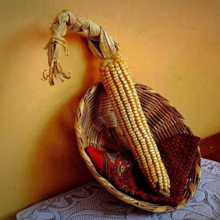 Conoce la raza de maíz más grande del mundo