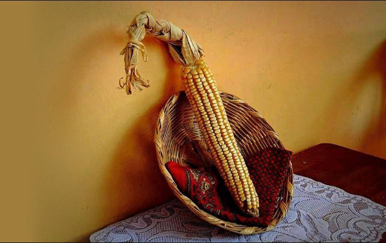 Maíz de gran tamaño. Una raza que le ha dado fama a Nayarit. Especial