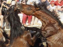 Los caballos sufren por la sequía y la degradación de los terrenos donde se han establecido. ARCHIVO /