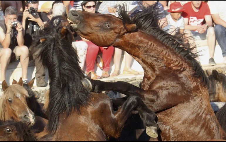 Los caballos sufren por la sequía y la degradación de los terrenos donde se han establecido. ARCHIVO /