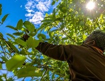 Es legal. El kratom será legal y los detenidos por consumirla con anterioridad, serán libres. AFP