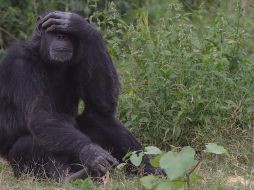 Cuando llega el horario de cierre Chita suele aislarse de sus compañeros. ESPECIAL/PEXELS.