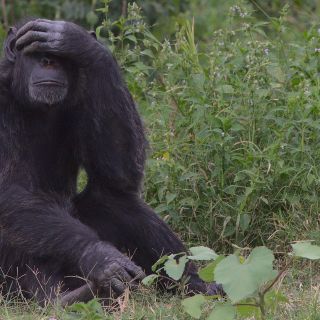 Vetan a visitante de zoológico belga por supuesto romance con chimpancé