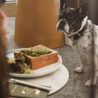 5 restaurantes Pet Friendly en Guadalajara