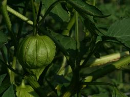 Tomatillo. Este vegetal es apreciado, en buena medida por las propiedades nutrimentales que tiene. Pixabay